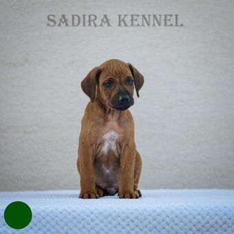 Šteniatka Rhodesian Ridgeback - 2
