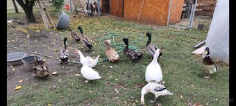 Kačice, bežec, ruánska, chocholatá - 2