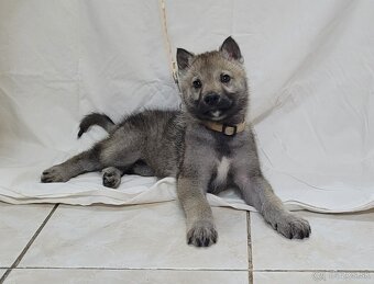 Československý vlčiak šteniatka - bez PP po rodičoch s PP - 2
