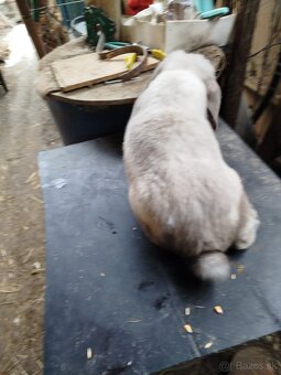 Francuzsky baran - 2