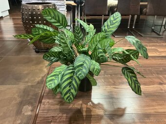 Umelá rastlina calathea green - 2