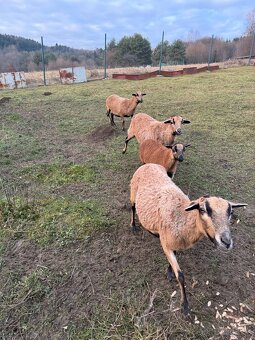 Kamerunska ovečka - 2