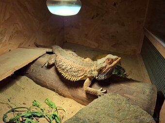 Malé a stredné papagaje - 2