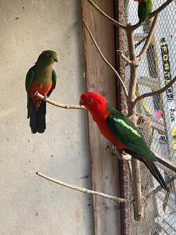 Predám papagájov kráľovských - 2