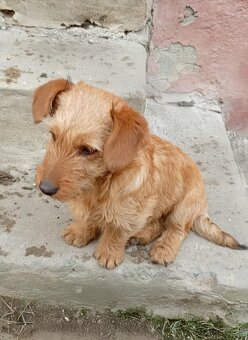 Darujem šteniatko - 2