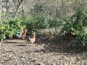 Nasadove vajíčka vlaška jarabičia - 2