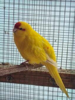 Kakariky - 2