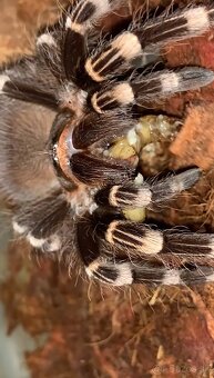 Tarantula,Vtačkár,Pavúk - 2