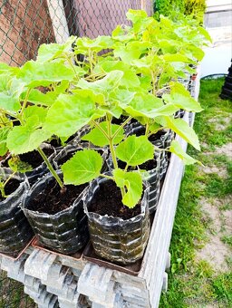 Paulownia Tomentosa - 3 ročná - 2