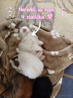 Predám zakrslych zajačikov. - 2