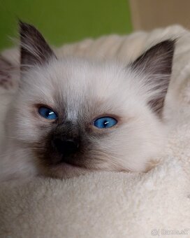 Modrooká holčička Ragdoll k REZERVACI - 2