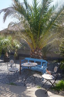 PALMA PHOENIX CANARIENSIS 160lt 30/40cm - 2