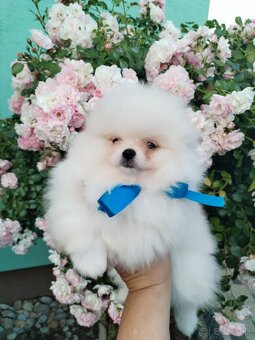 Pomeranian - 2