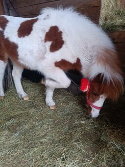 Pony kobyla - 2
