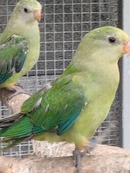 BARABAND-PAPAGAJ NADHERNI,,, - 2