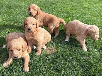 Goldendoodle - 2
