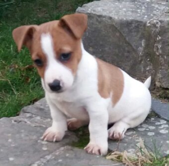 jack russel terier - 2