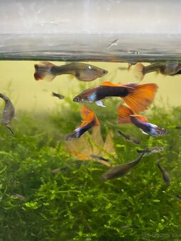 Prisavniky , gupky , rastliny - 2