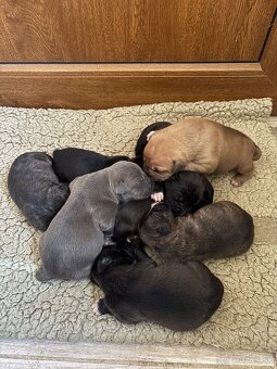 Americký stafordsirsky terier, Stafford, amstaf - 2