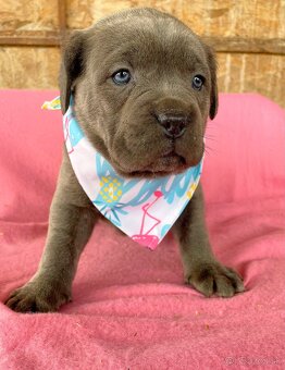 Cane corso šteniatka - 2