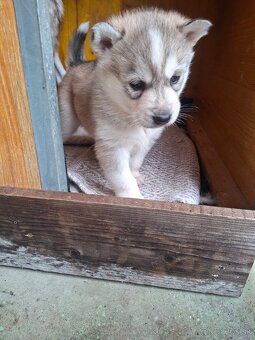 Šteniatka Husky - 2
