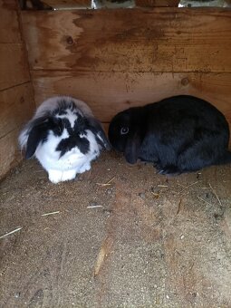 Zákrsly barancek - 2