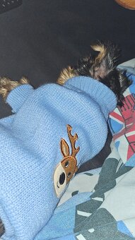 Yorkshire terrier - 2