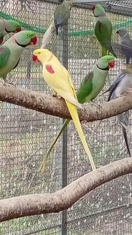 Alexander veľký, Alexander malý - 2