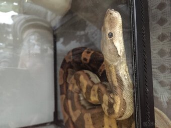 Predám Samicu Velhada Kráľovského - 2