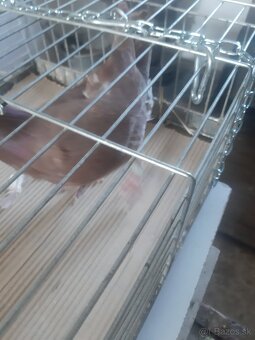 Predam postove holuby - 2