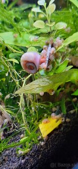 Planorbarius sp.-Kotuľka - 2