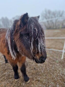 Pony kobylka k detom - 2