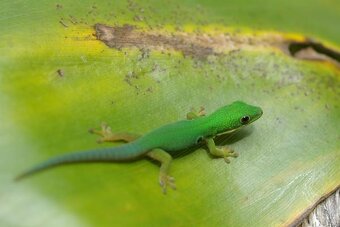 Phelsuma quaodriocellata 0.0.1 - 2