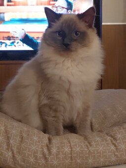 Ragdoll kocur - 2
