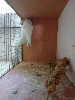Predám Agapornisa Fischer - 2