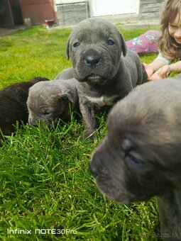 Cane Corso - 2