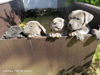 Cane Corso - FENKY - 2