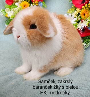 Zakrslé ( zdrobnené) králiky s VP rôzne mláďatká - 2