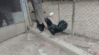 Ayam Cemani - 2