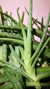 Predám Aloe Vera - Pravé (jedlé) Aloe - 2