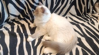 Kocúrik Ragdoll - 2