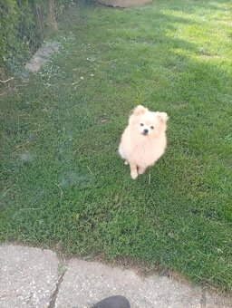 Oranžový špic -Pomeranian - 2