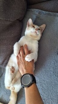 Darujem mačiatka - 2