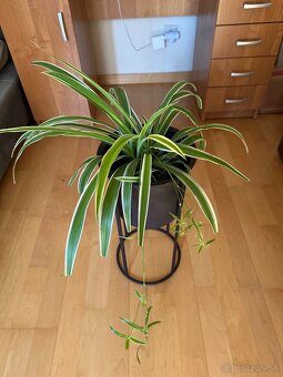 zelenec chocholatý - spider plant - 2