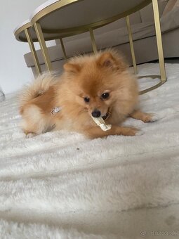 Pomeranian / špic - 2