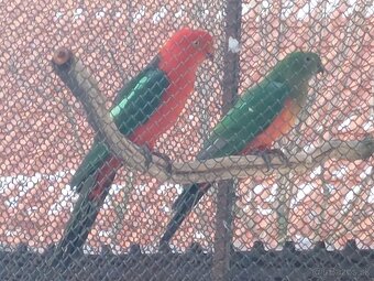 Alexander čínsky, papagáj kráľovský - 2