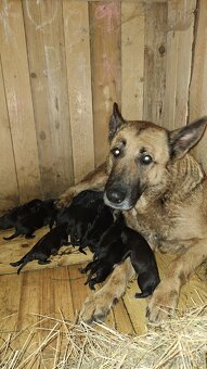 steniatka Belgicky ovciak x labrador - 2