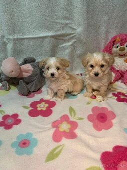 Maltipoo pudel - 2