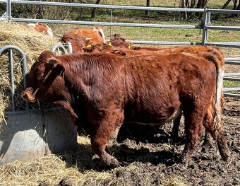 Predám býčky, býky - 2