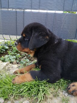 Rottweiler, Rotvajler, RTW - posledný psík - 2